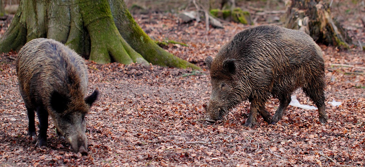 Wild boar – huntAUSTRIA – hunting & fly fishing in Austria